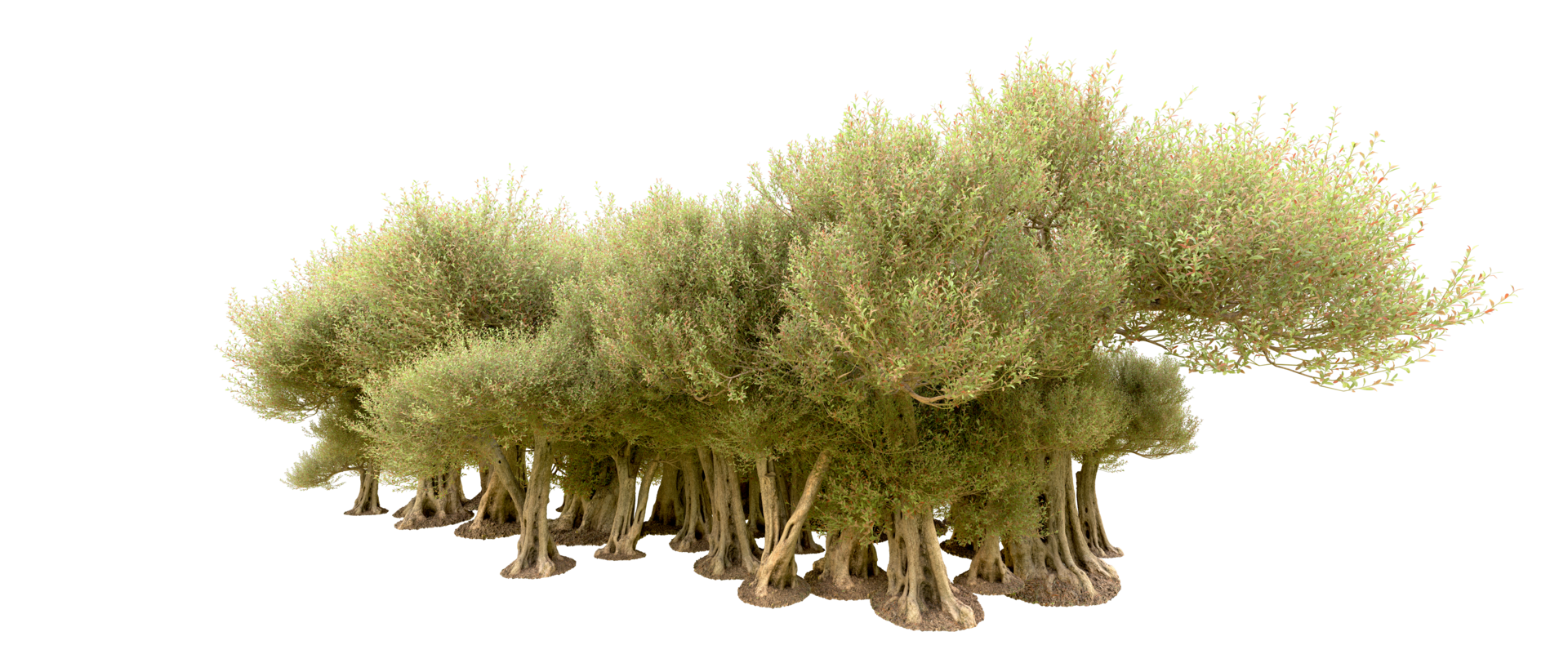 Green forest isolated on background. 3d rendering - illustration png