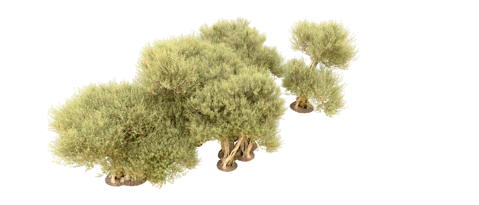 Green forest isolated on background. 3d rendering - illustration png