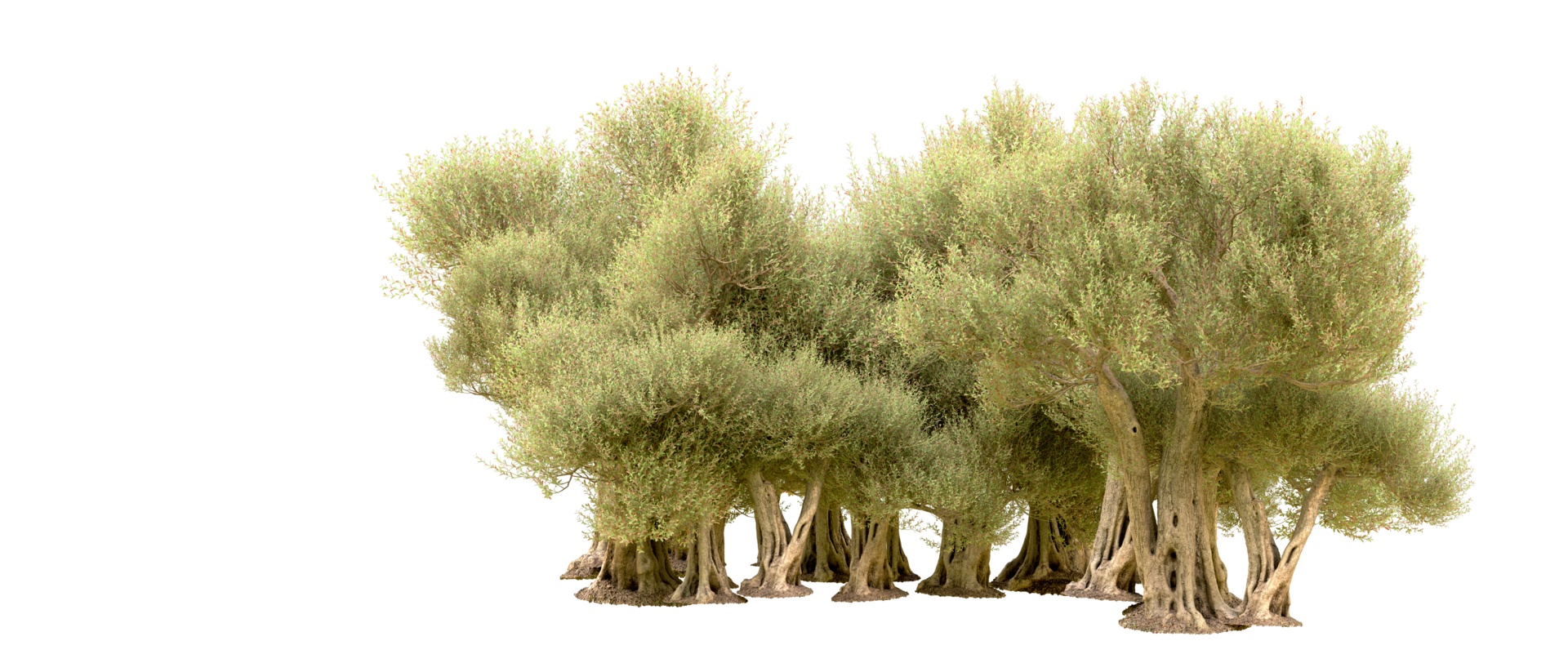 Green forest isolated on background. 3d rendering - illustration png