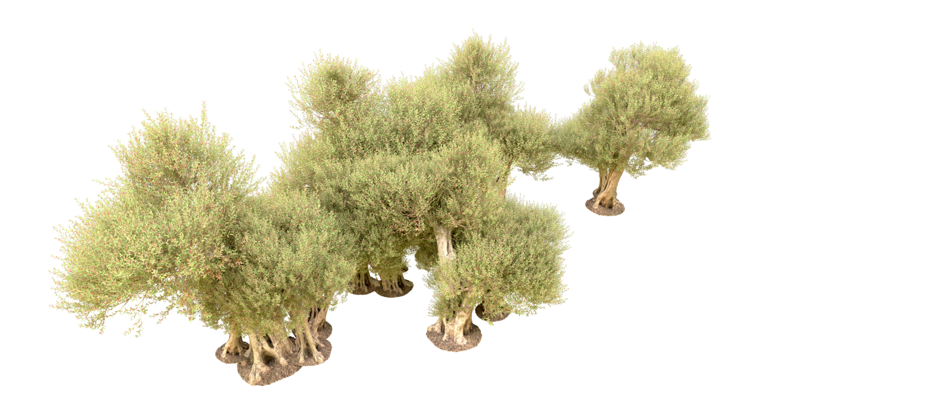 Green forest isolated on background. 3d rendering - illustration png