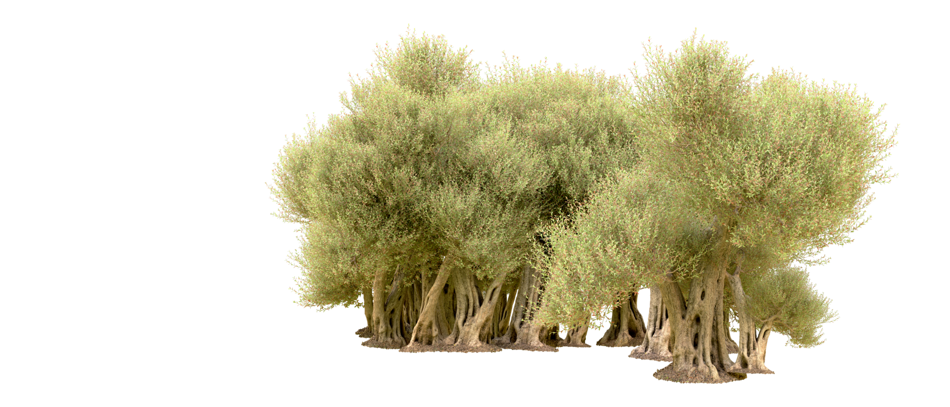 Green forest isolated on background. 3d rendering - illustration png