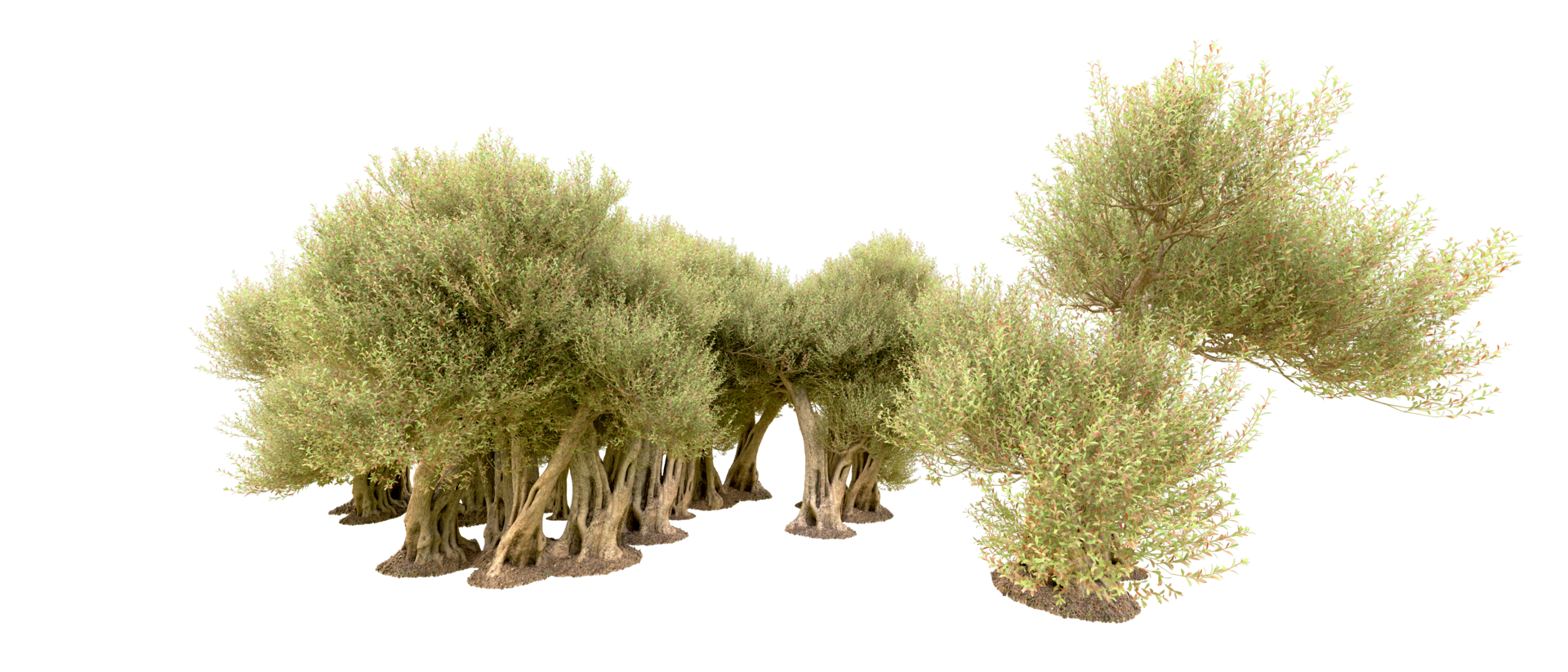 Green forest isolated on background. 3d rendering - illustration png
