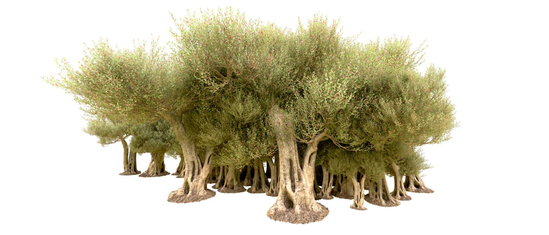 Green forest isolated on background. 3d rendering - illustration png