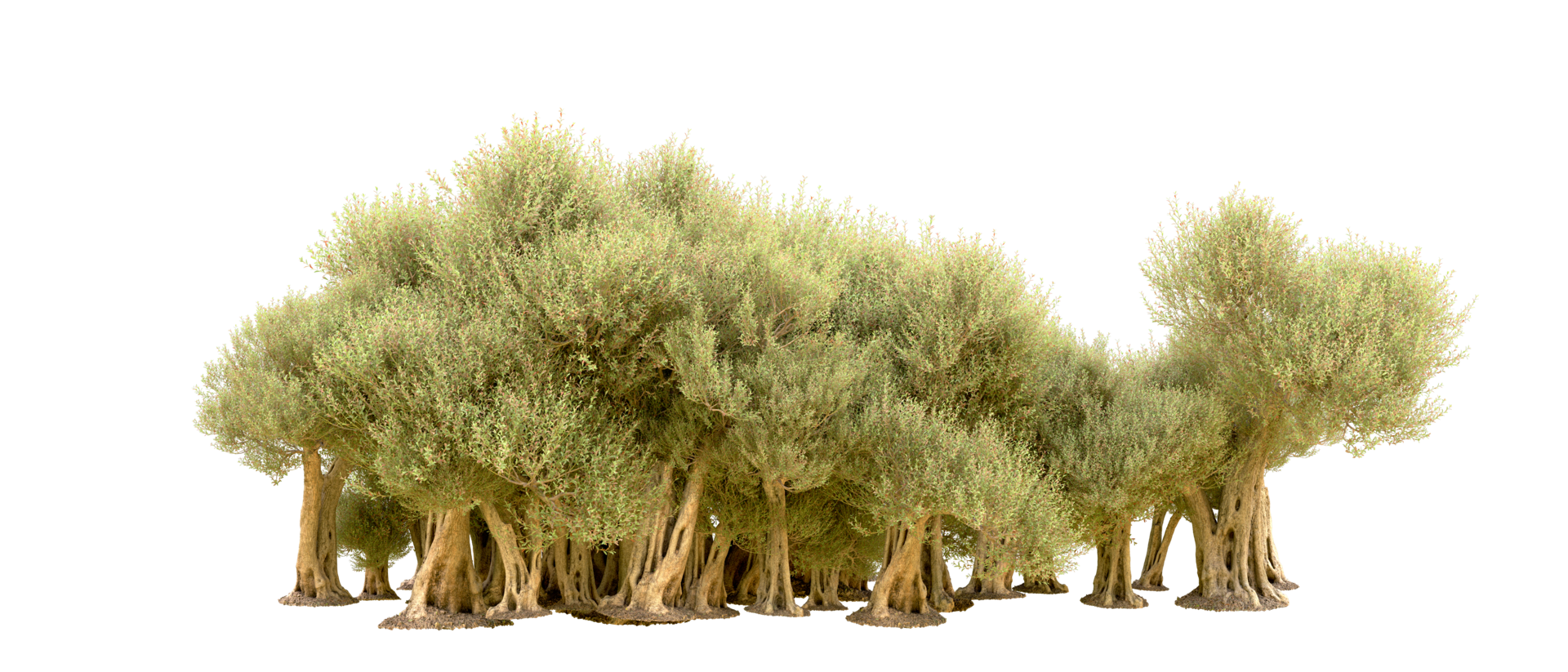 Green forest isolated on background. 3d rendering - illustration png