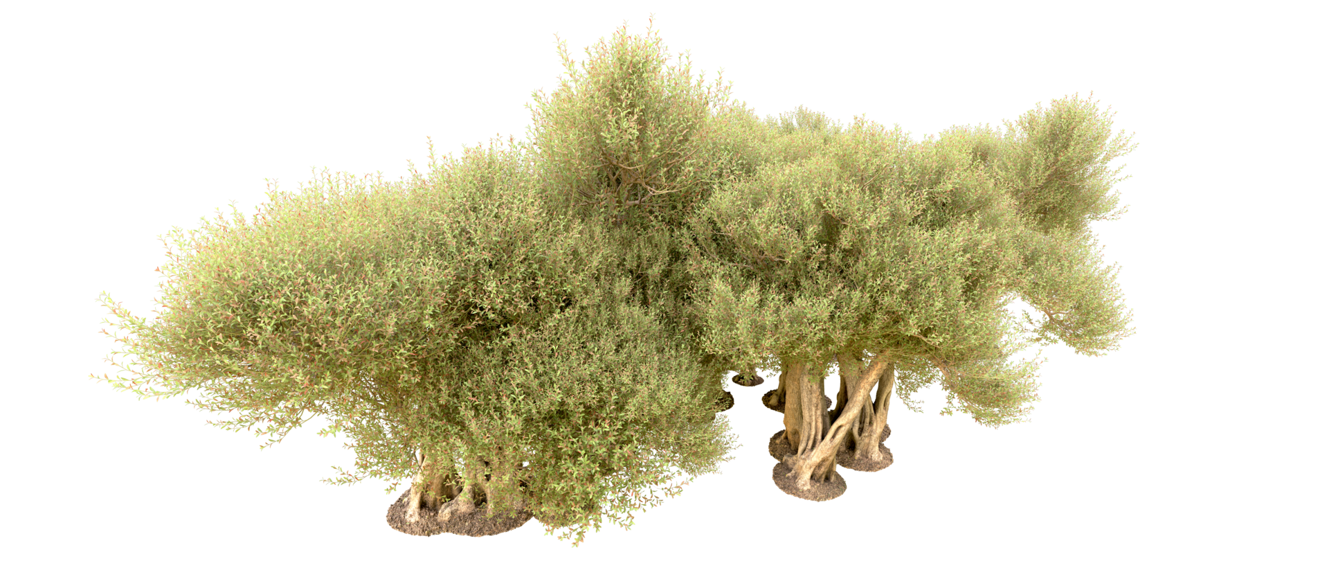Green forest isolated on background. 3d rendering - illustration png