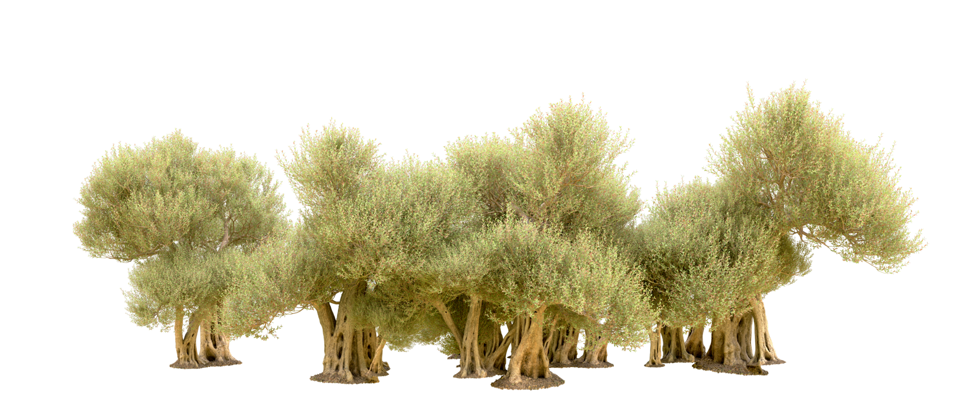 Green forest isolated on background. 3d rendering - illustration png
