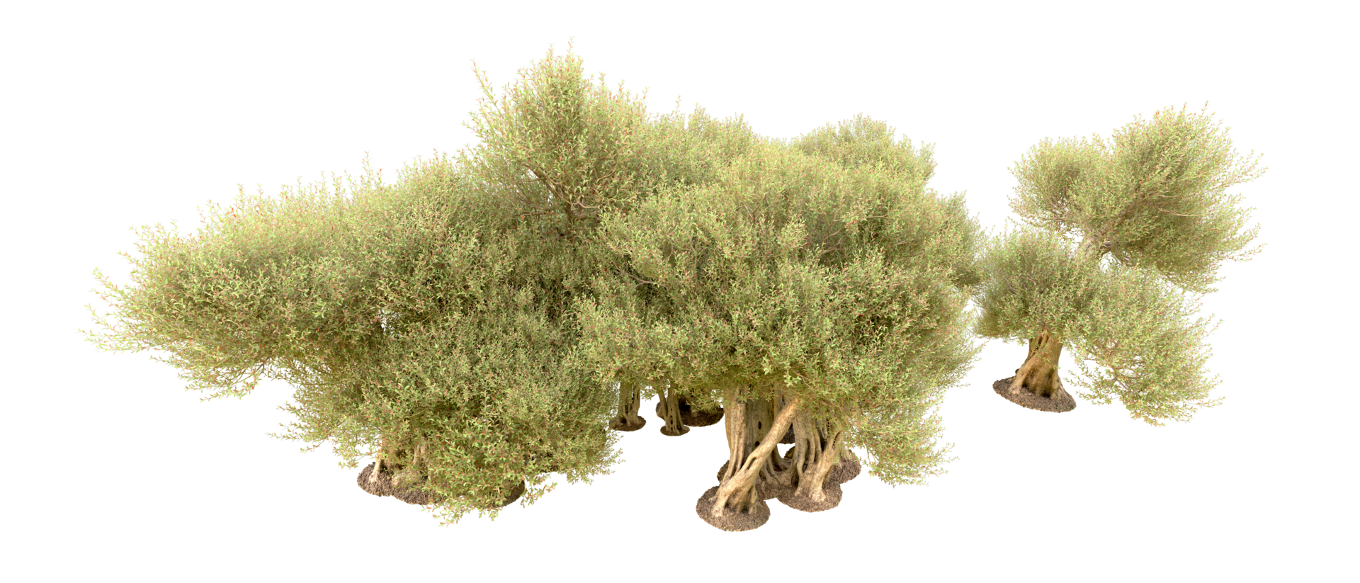 Green forest isolated on background. 3d rendering - illustration png