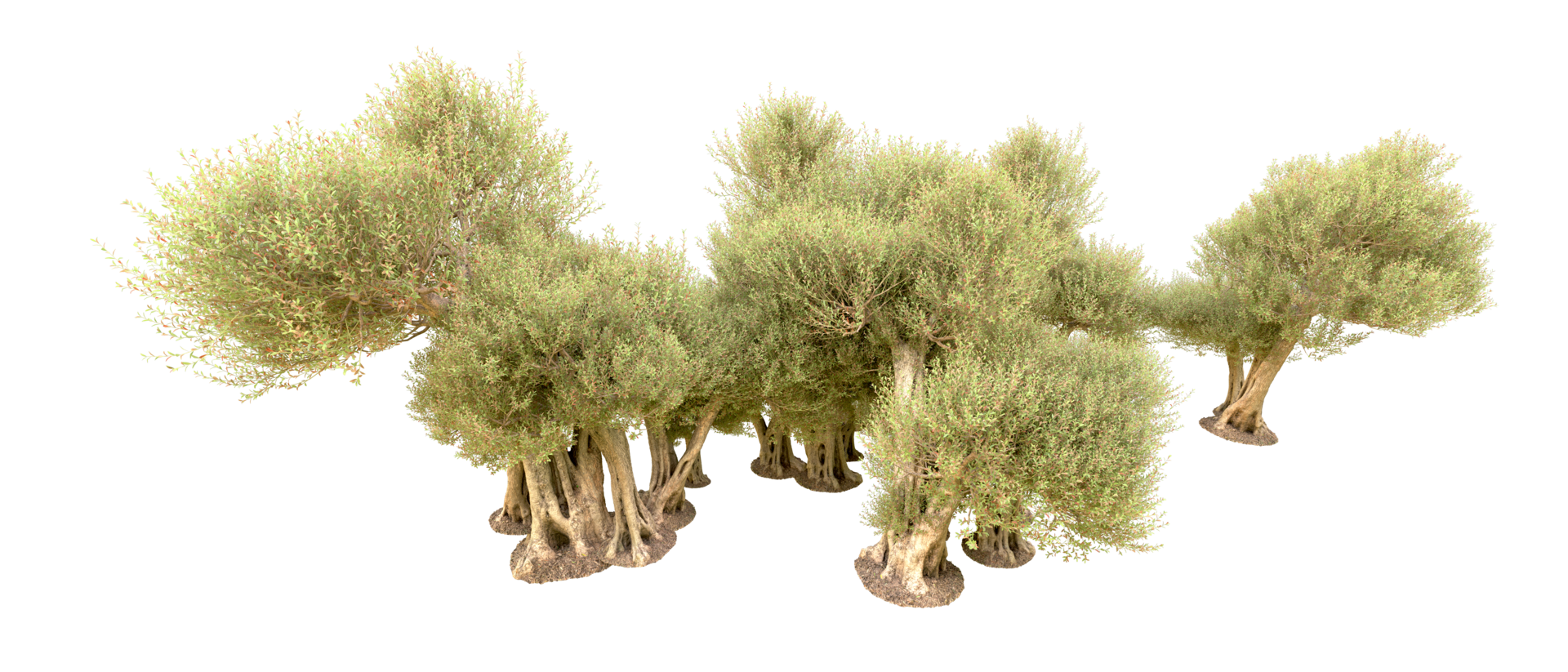 Green forest isolated on background. 3d rendering - illustration png