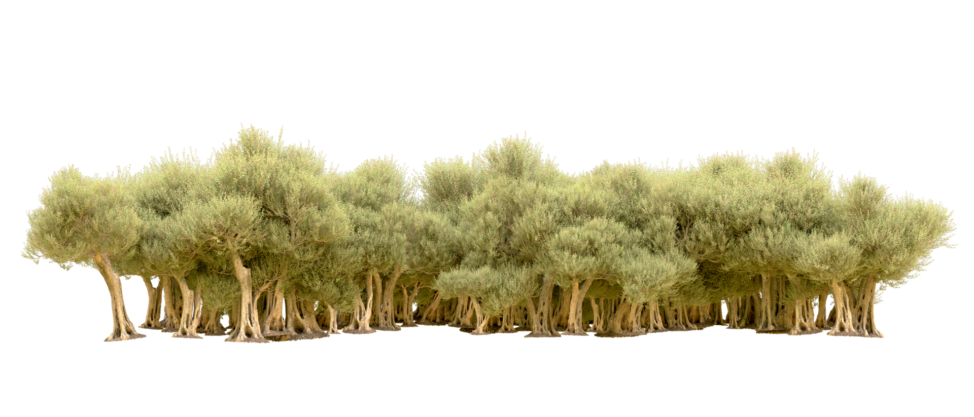 Green forest isolated on background. 3d rendering - illustration png