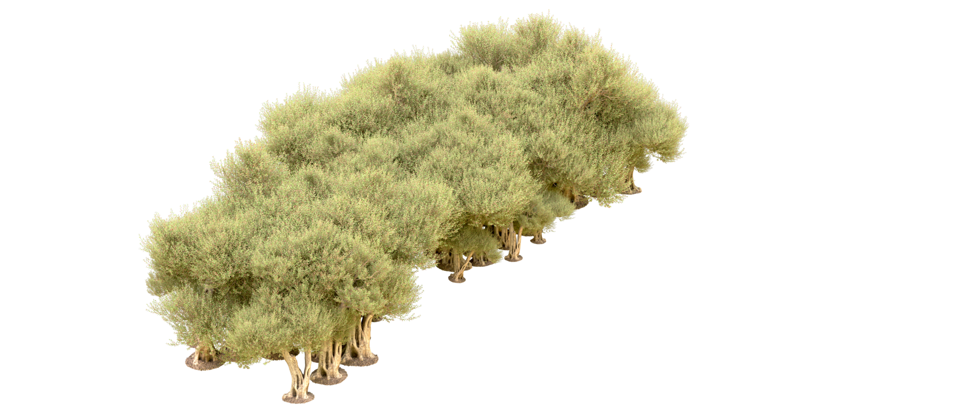 verde foresta isolato su sfondo. 3d interpretazione - illustrazione png