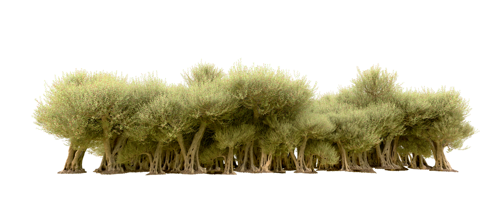 Green forest isolated on background. 3d rendering - illustration png