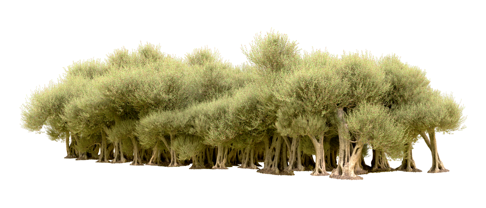 Green forest isolated on background. 3d rendering - illustration png