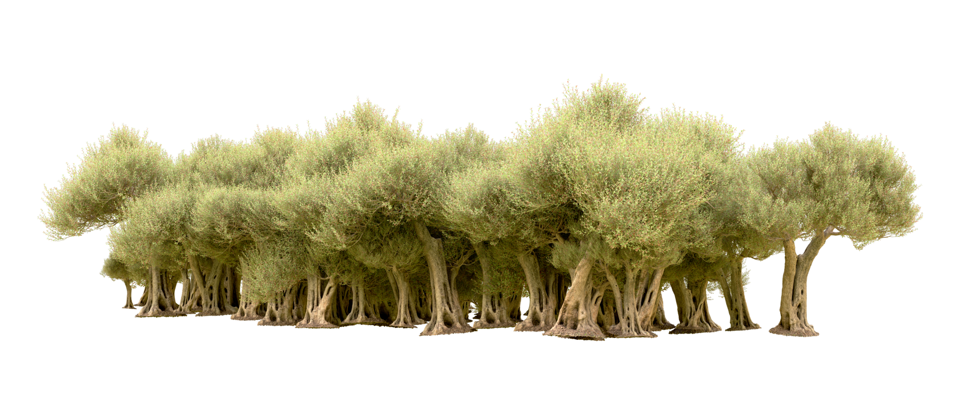 Green forest isolated on background. 3d rendering - illustration png