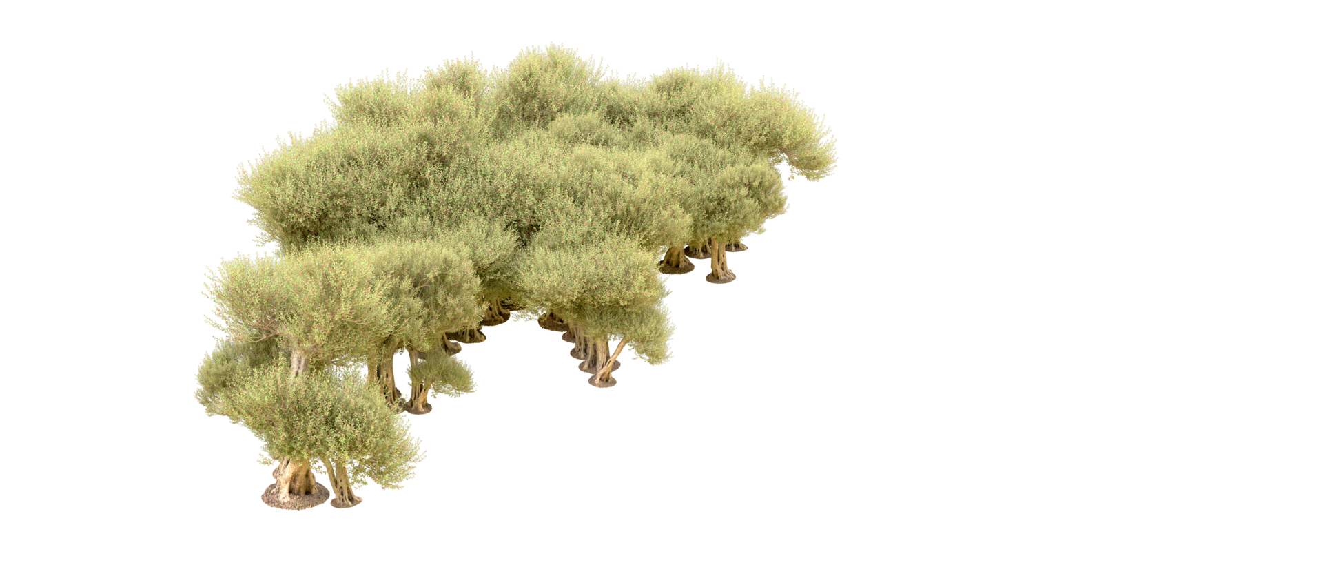 Green forest isolated on background. 3d rendering - illustration png