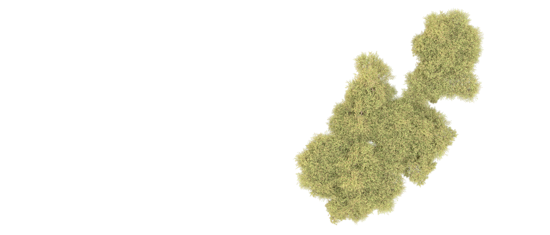 vert forêt isolé sur Contexte. 3d le rendu - illustration png