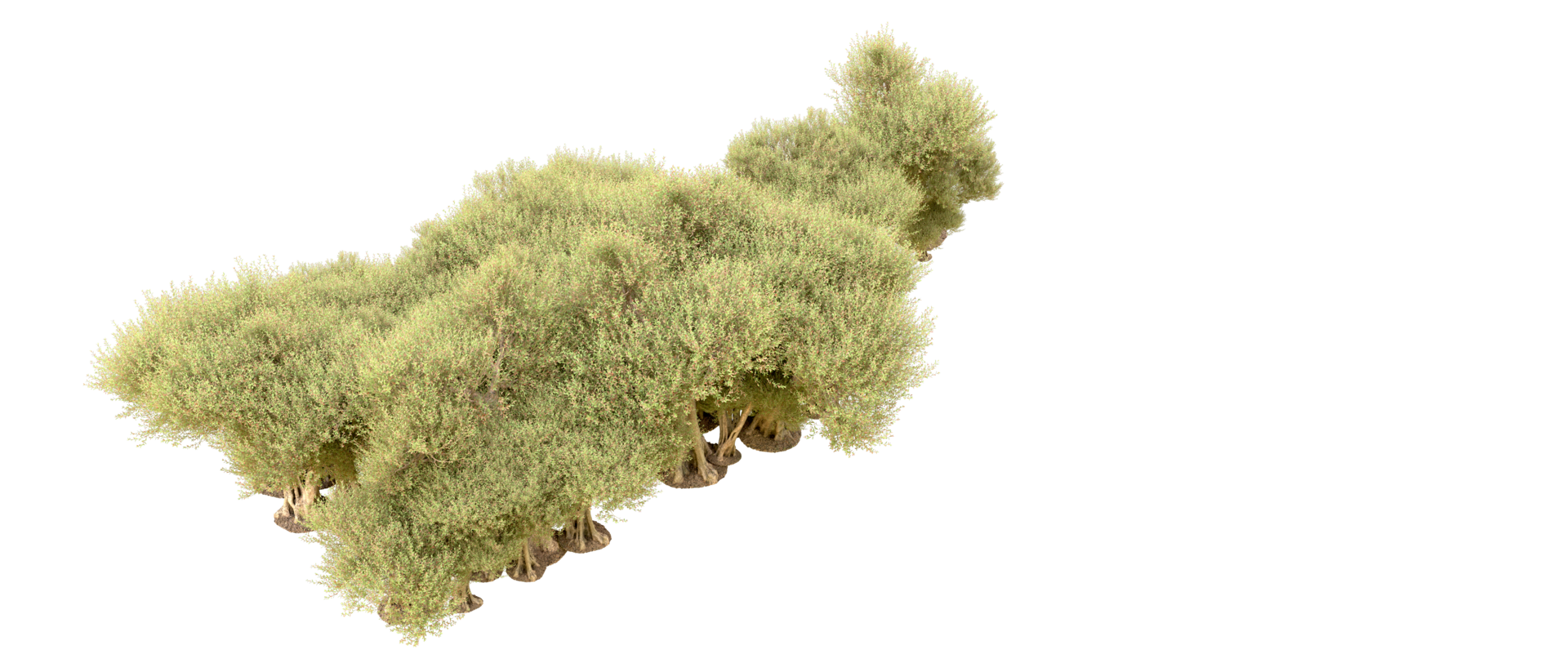 Green forest isolated on background. 3d rendering - illustration png