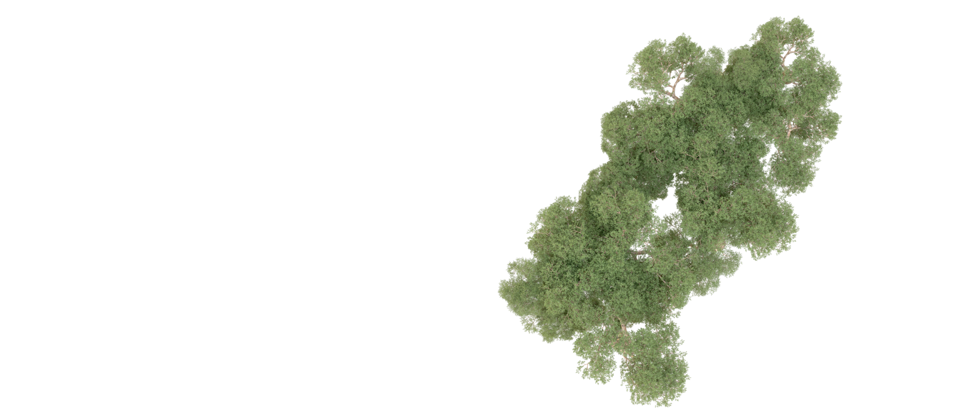 Green forest isolated on background. 3d rendering - illustration png