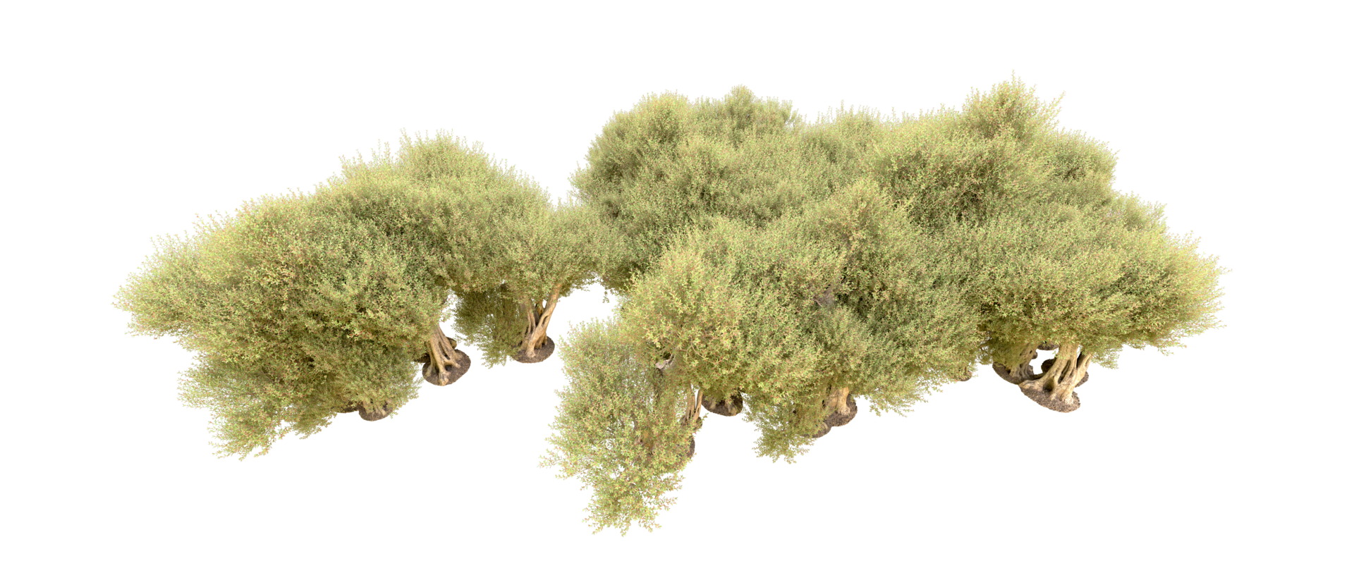 Green forest isolated on background. 3d rendering - illustration png