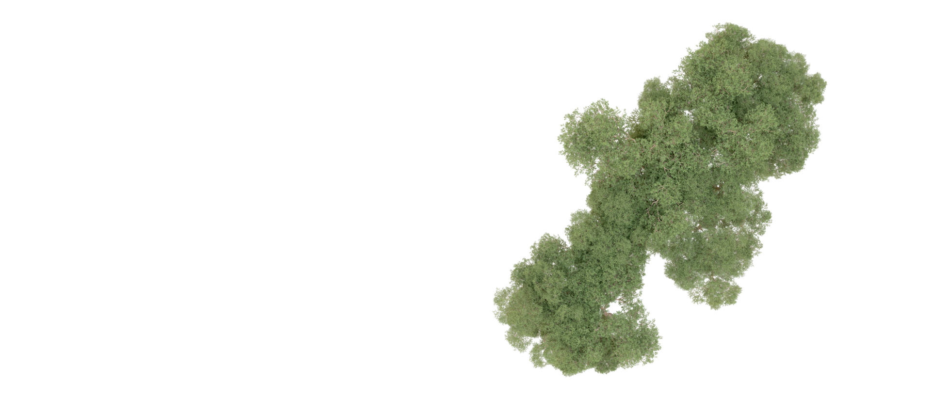 Green forest isolated on background. 3d rendering - illustration png