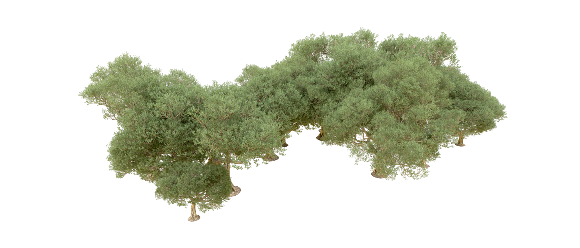Green forest isolated on background. 3d rendering - illustration png