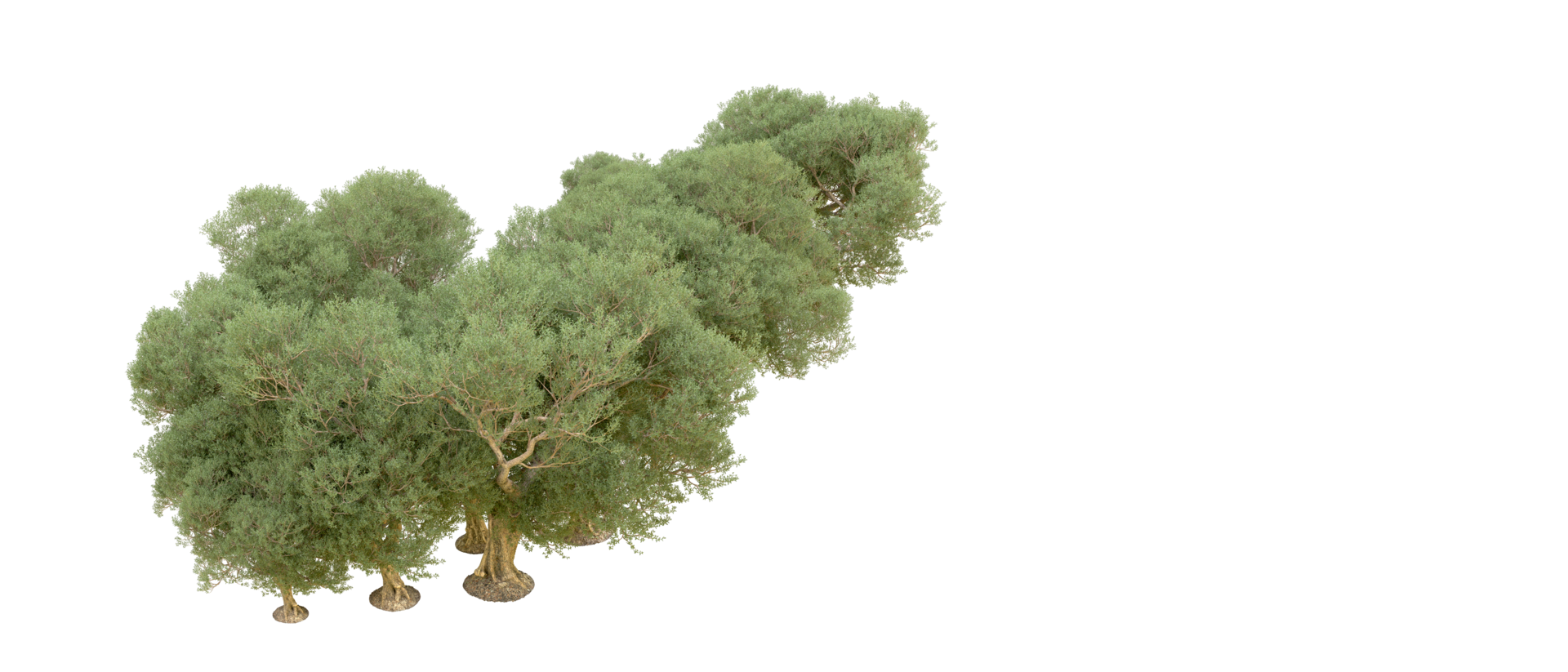 verde floresta isolado em fundo. 3d Renderização - ilustração png