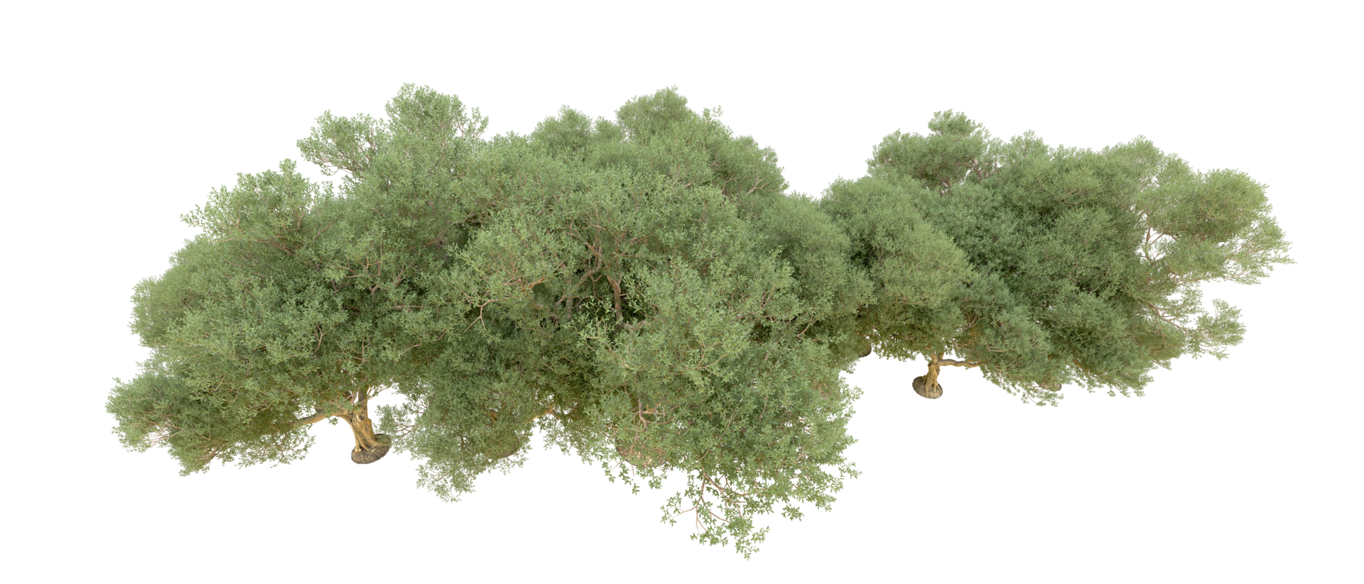 Green forest isolated on background. 3d rendering - illustration png