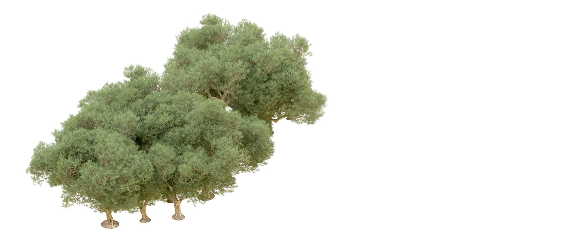 Green forest isolated on background. 3d rendering - illustration png