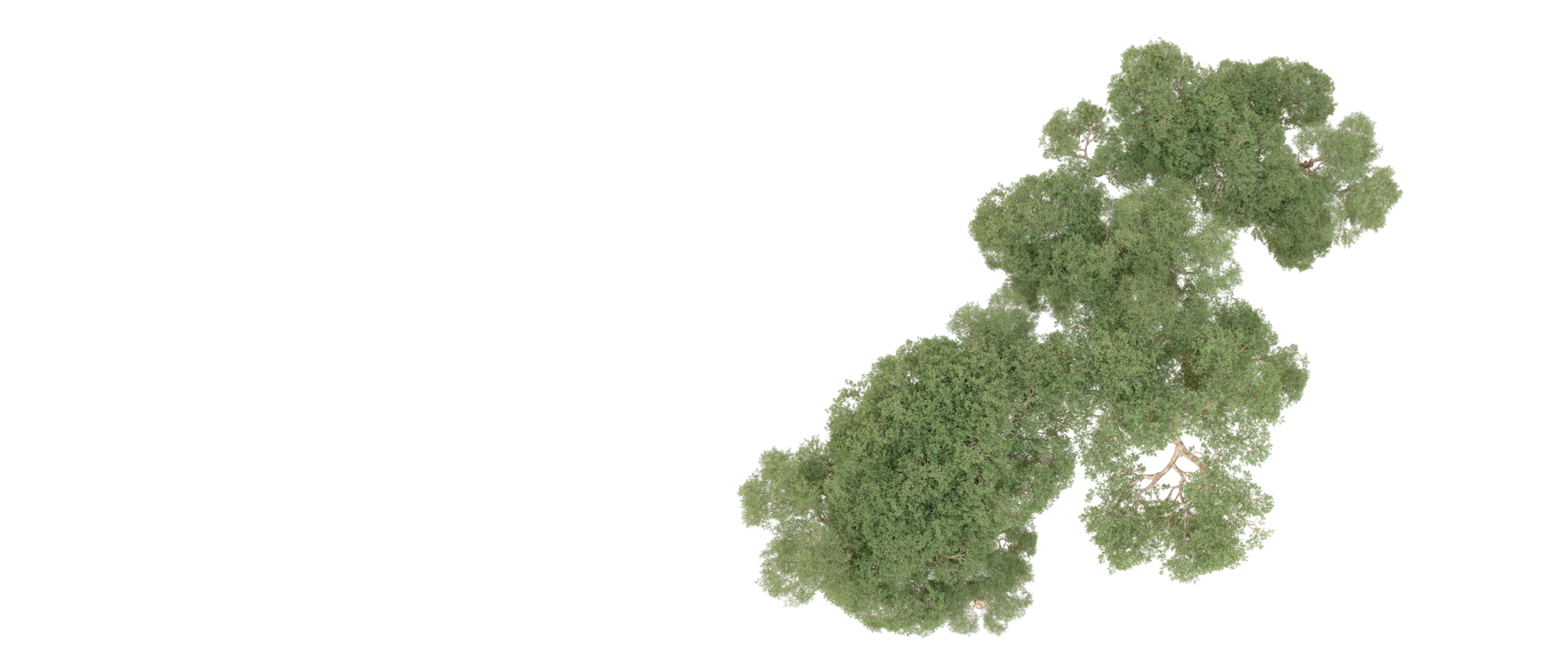 Green forest isolated on background. 3d rendering - illustration png