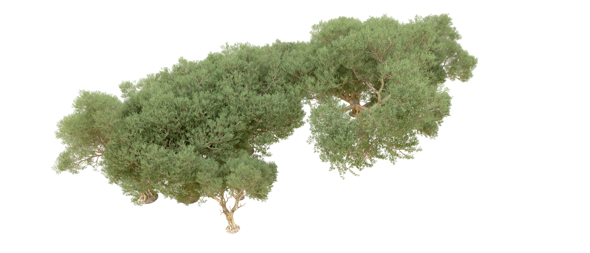 Green forest isolated on background. 3d rendering - illustration png