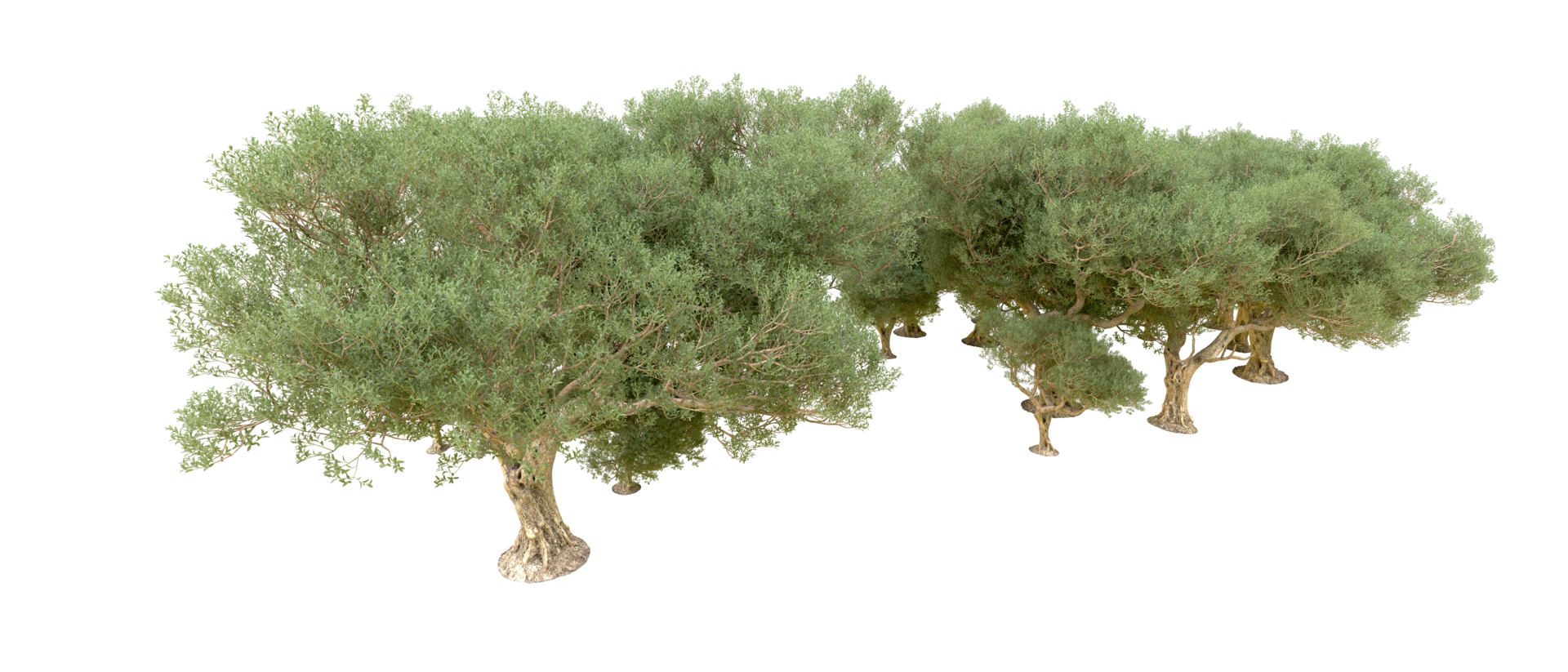 Grün Wald isoliert auf Hintergrund. 3d Rendern - - Illustration png