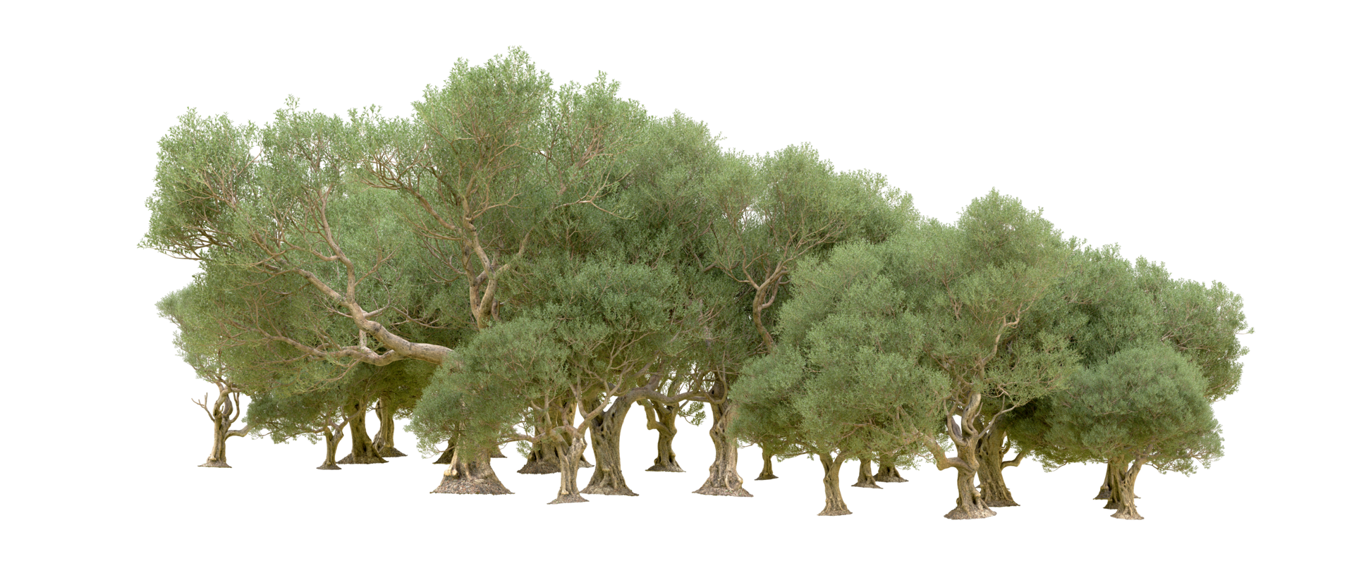 Grün Wald isoliert auf Hintergrund. 3d Rendern - - Illustration png