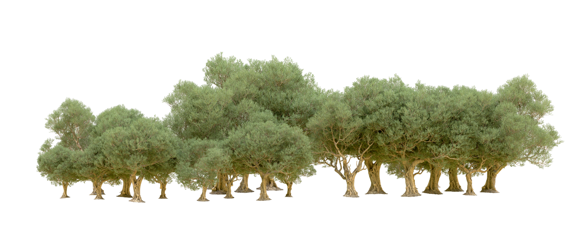 Green forest isolated on background. 3d rendering - illustration png