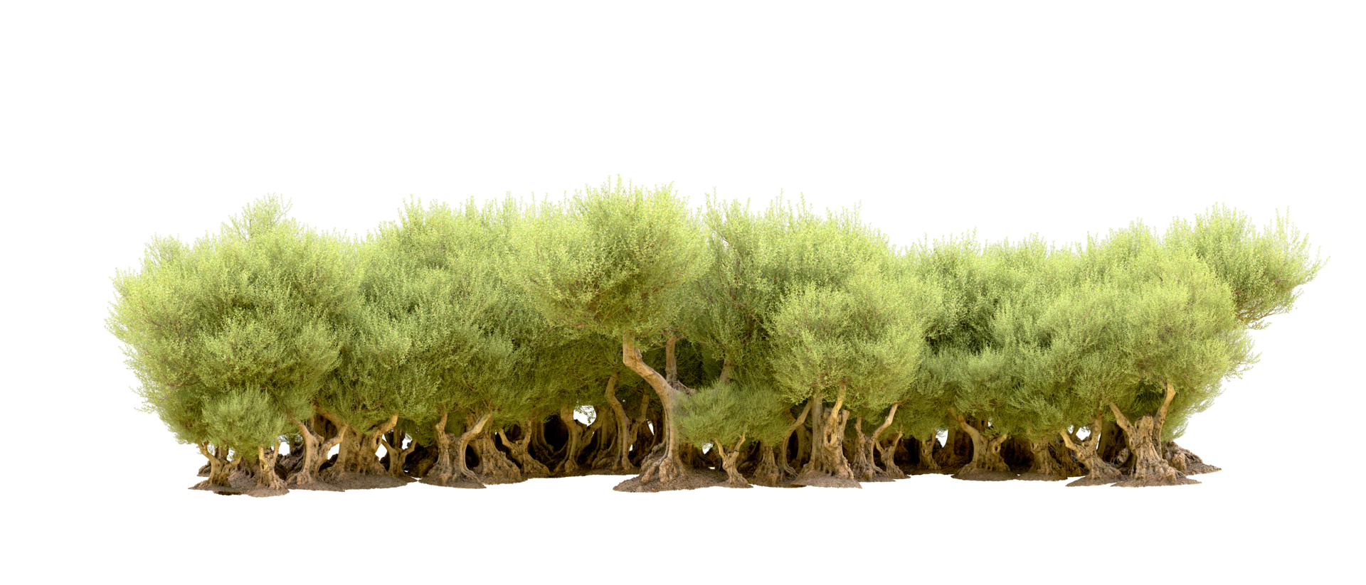 verde foresta isolato su sfondo. 3d interpretazione - illustrazione png