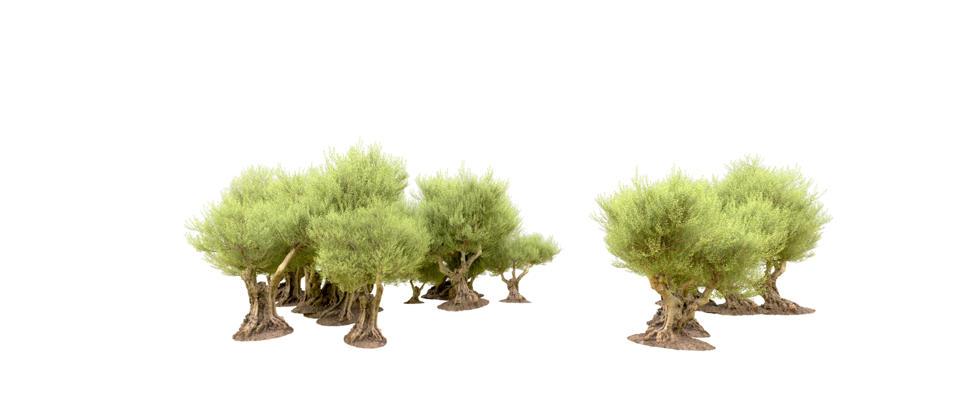 Green forest isolated on background. 3d rendering - illustration png