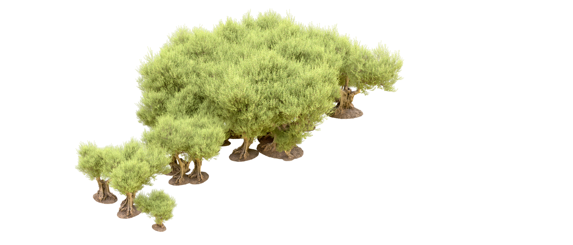 Green forest isolated on background. 3d rendering - illustration png