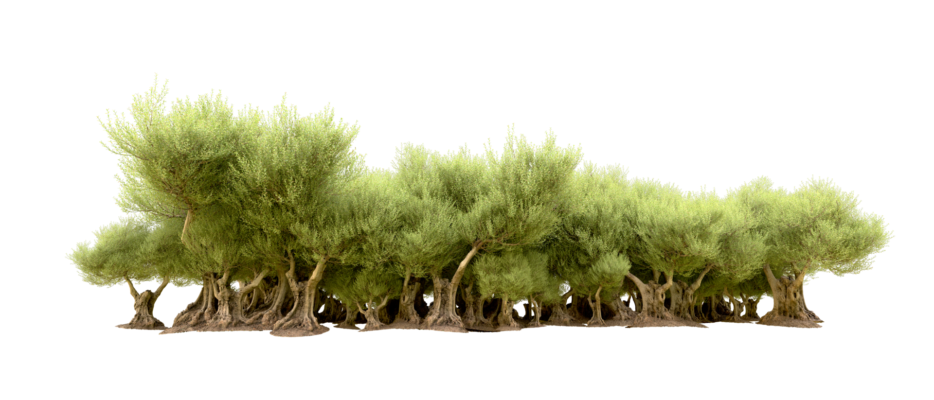 Green forest isolated on background. 3d rendering - illustration png