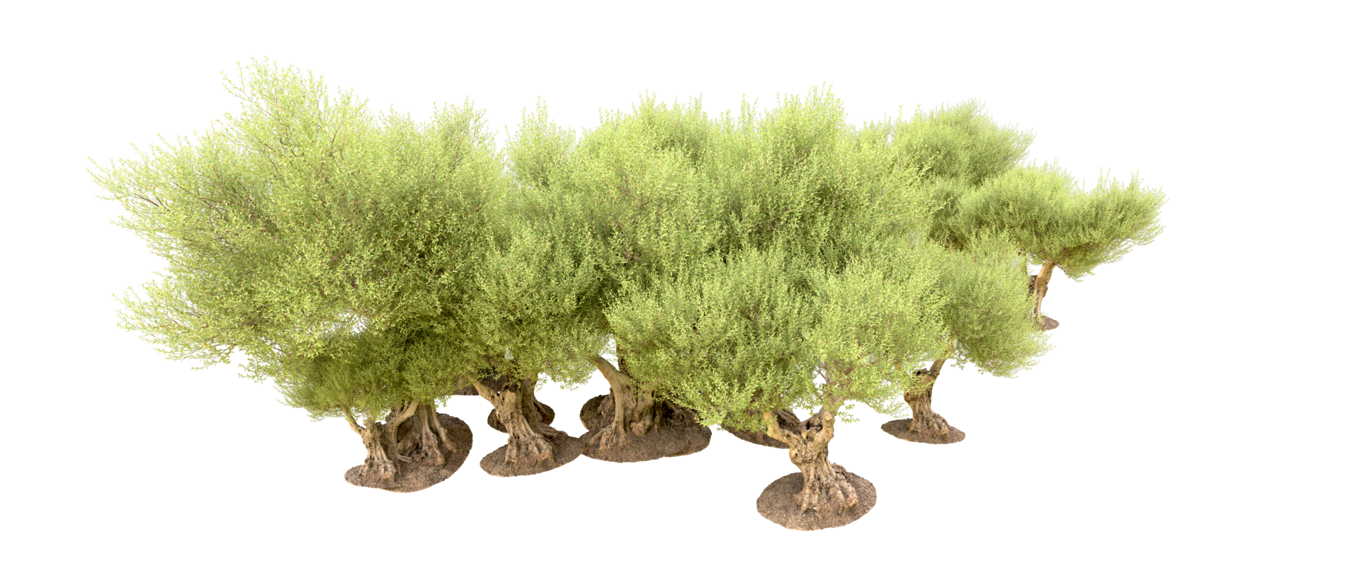 Green forest isolated on background. 3d rendering - illustration png