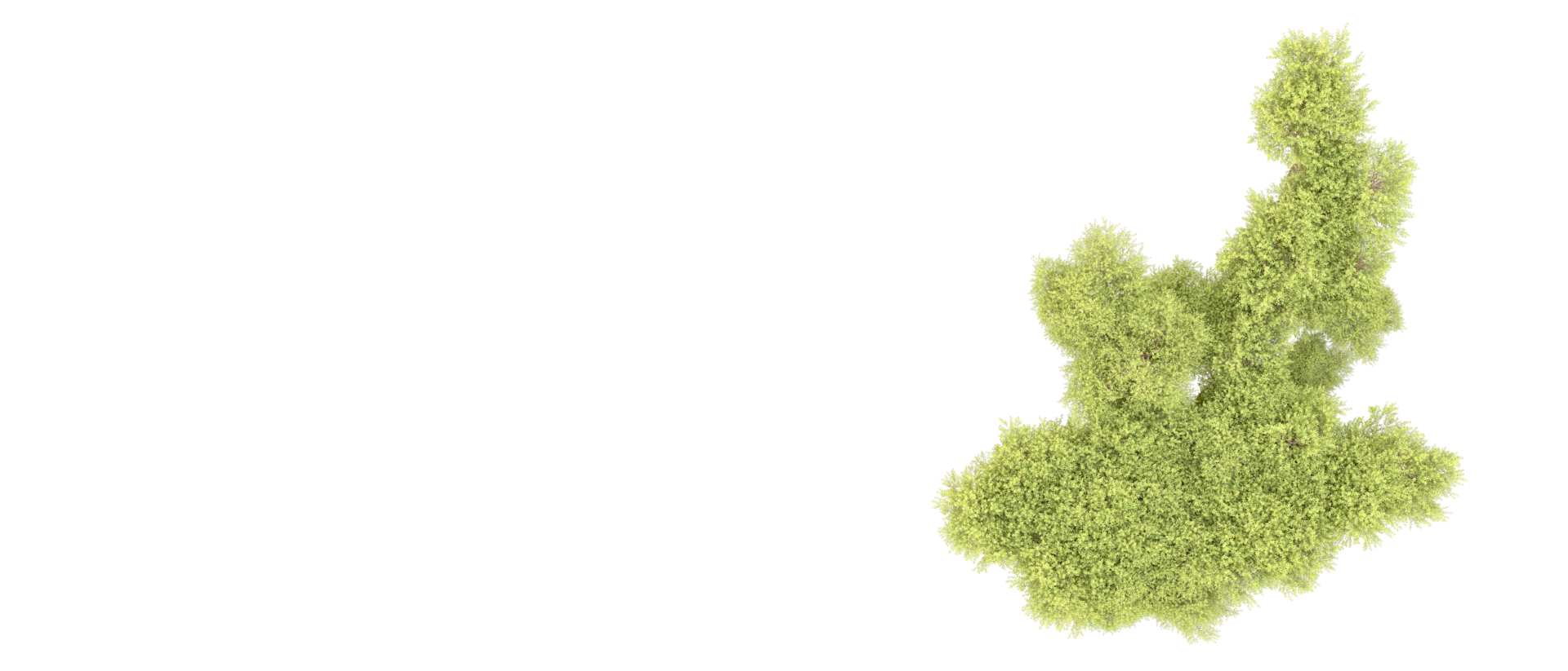 Green forest isolated on background. 3d rendering - illustration png