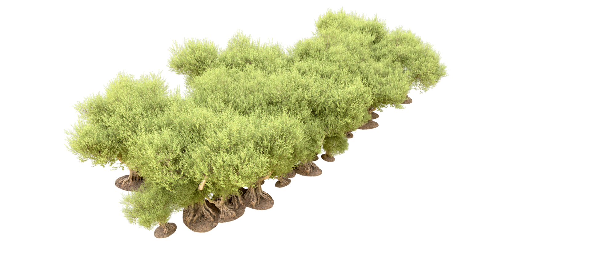 Green forest isolated on background. 3d rendering - illustration png