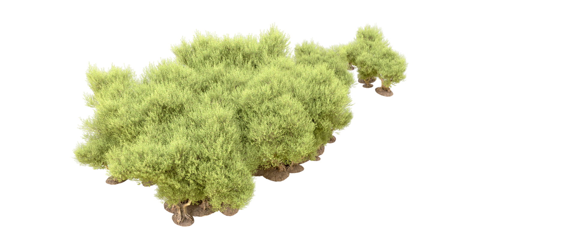 Green forest isolated on background. 3d rendering - illustration png