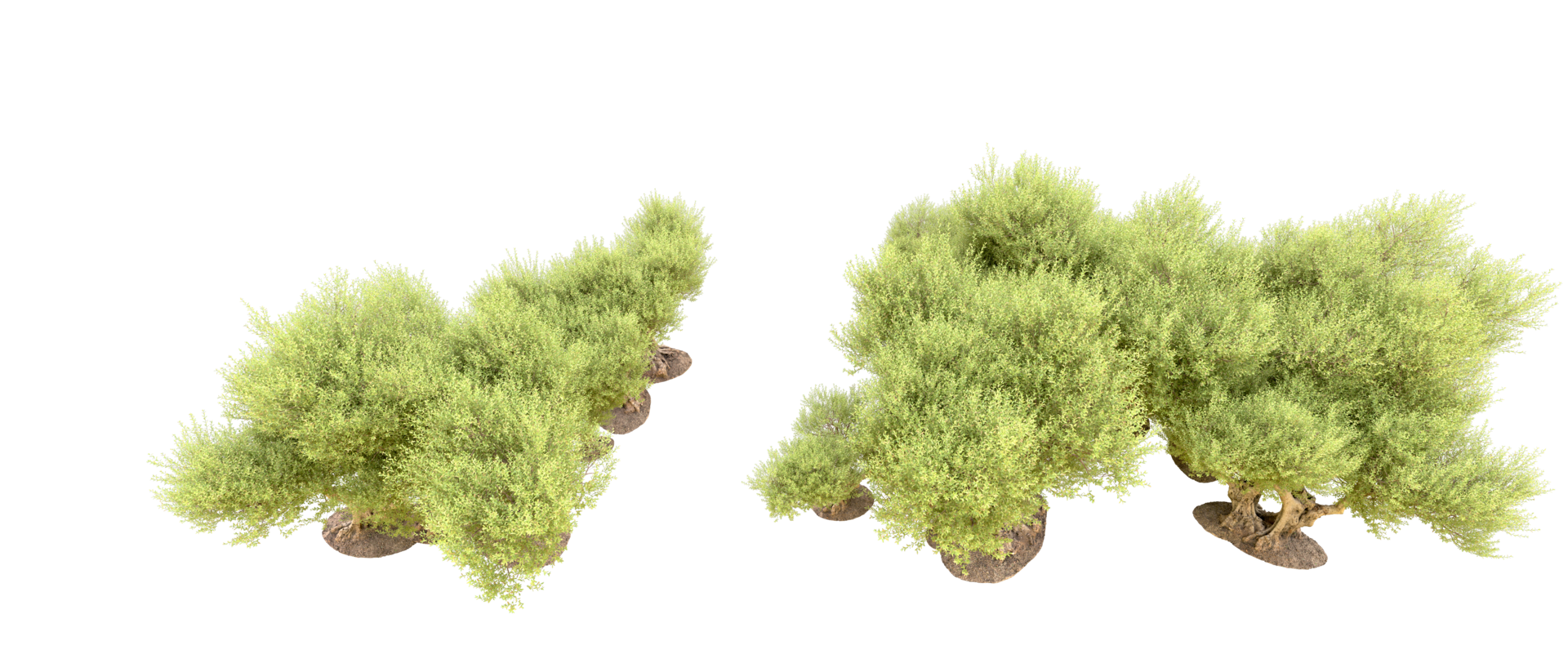 Green forest isolated on background. 3d rendering - illustration png