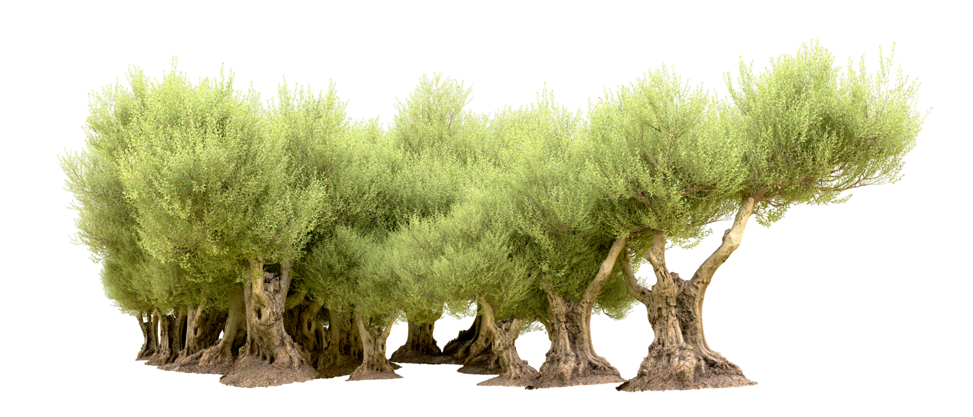 Green forest isolated on background. 3d rendering - illustration png