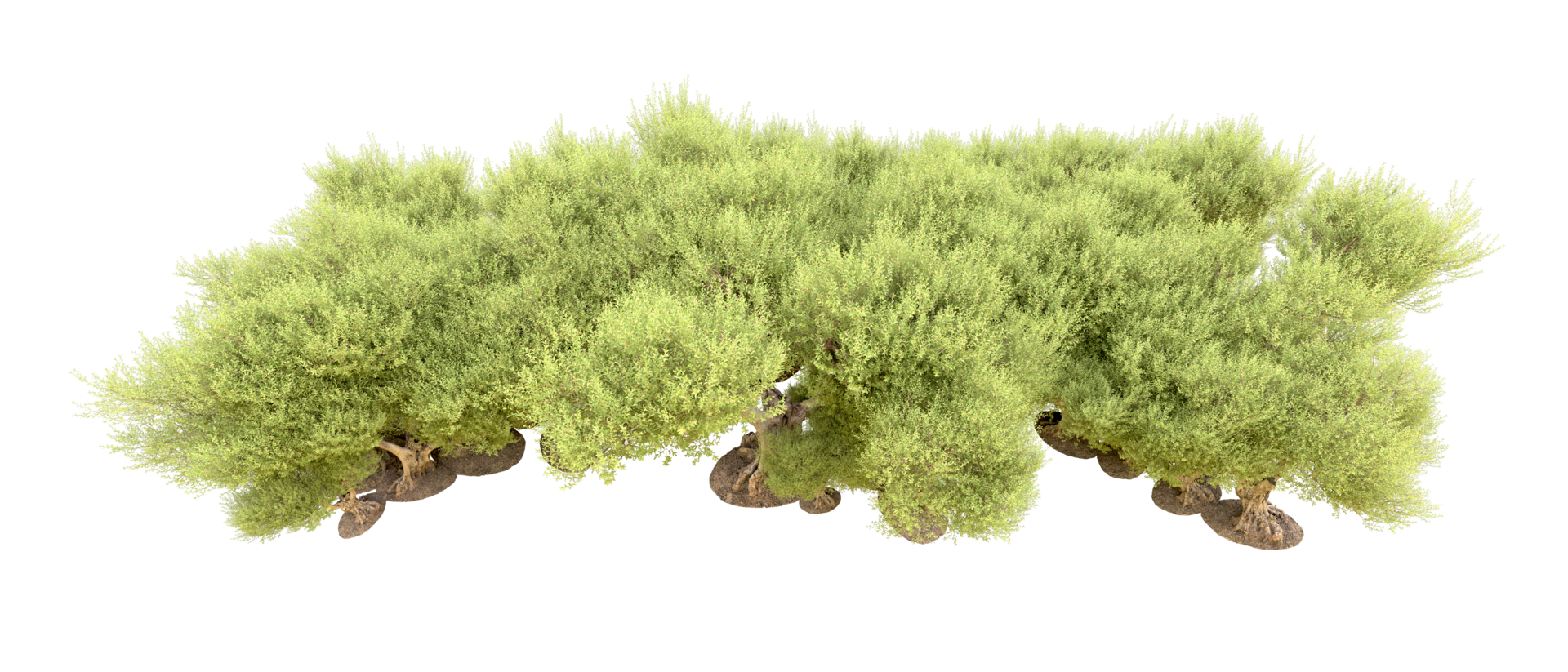 Green forest isolated on background. 3d rendering - illustration png