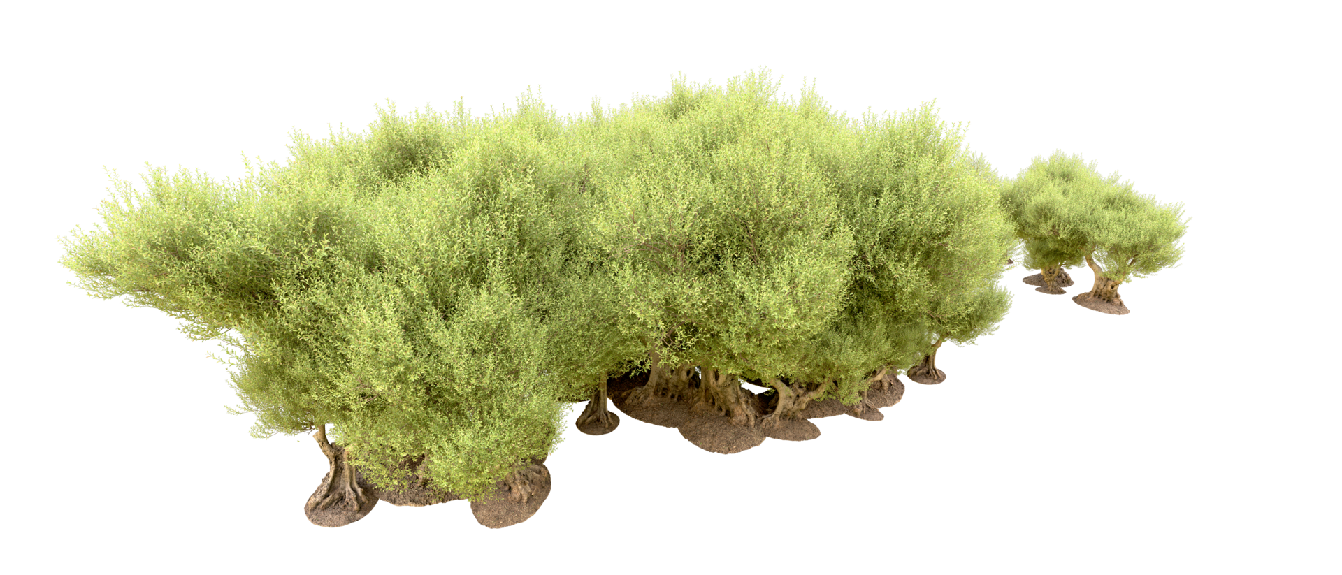 Green forest isolated on background. 3d rendering - illustration png
