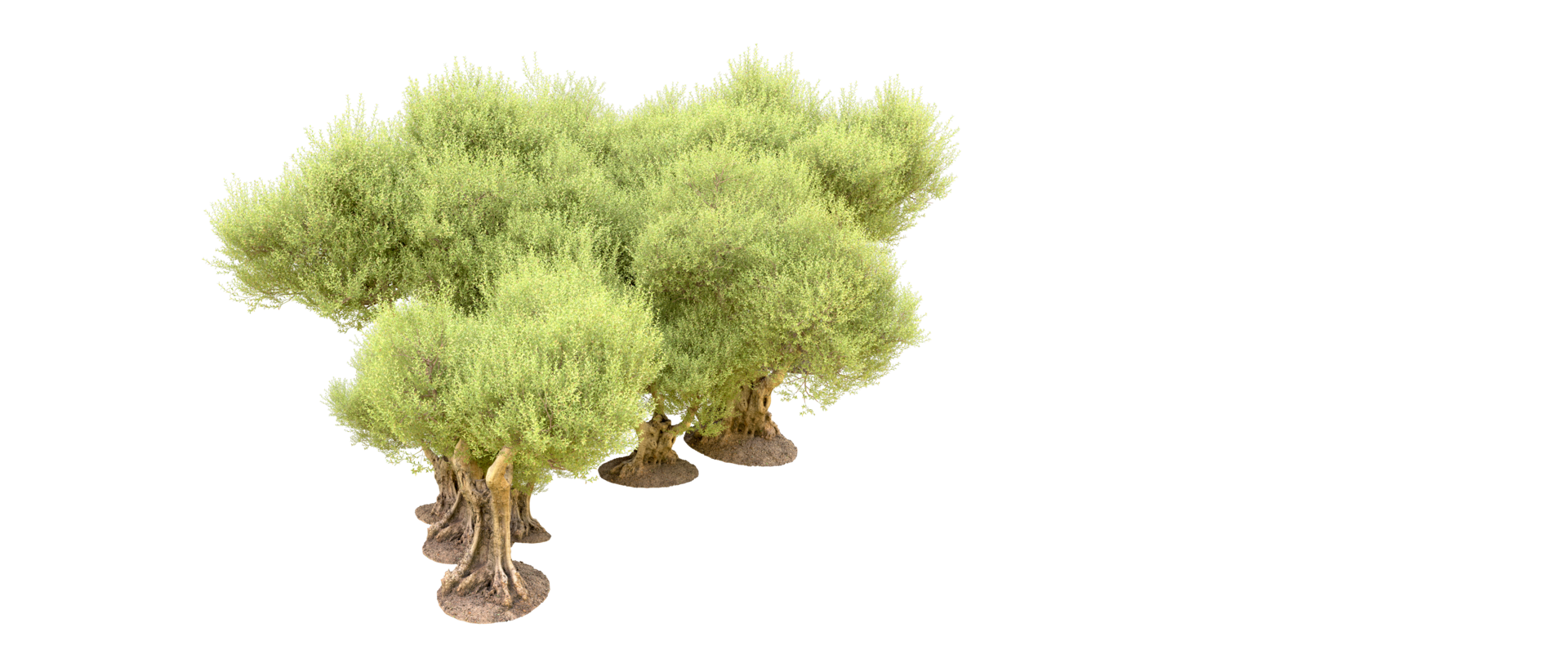 Green forest isolated on background. 3d rendering - illustration png