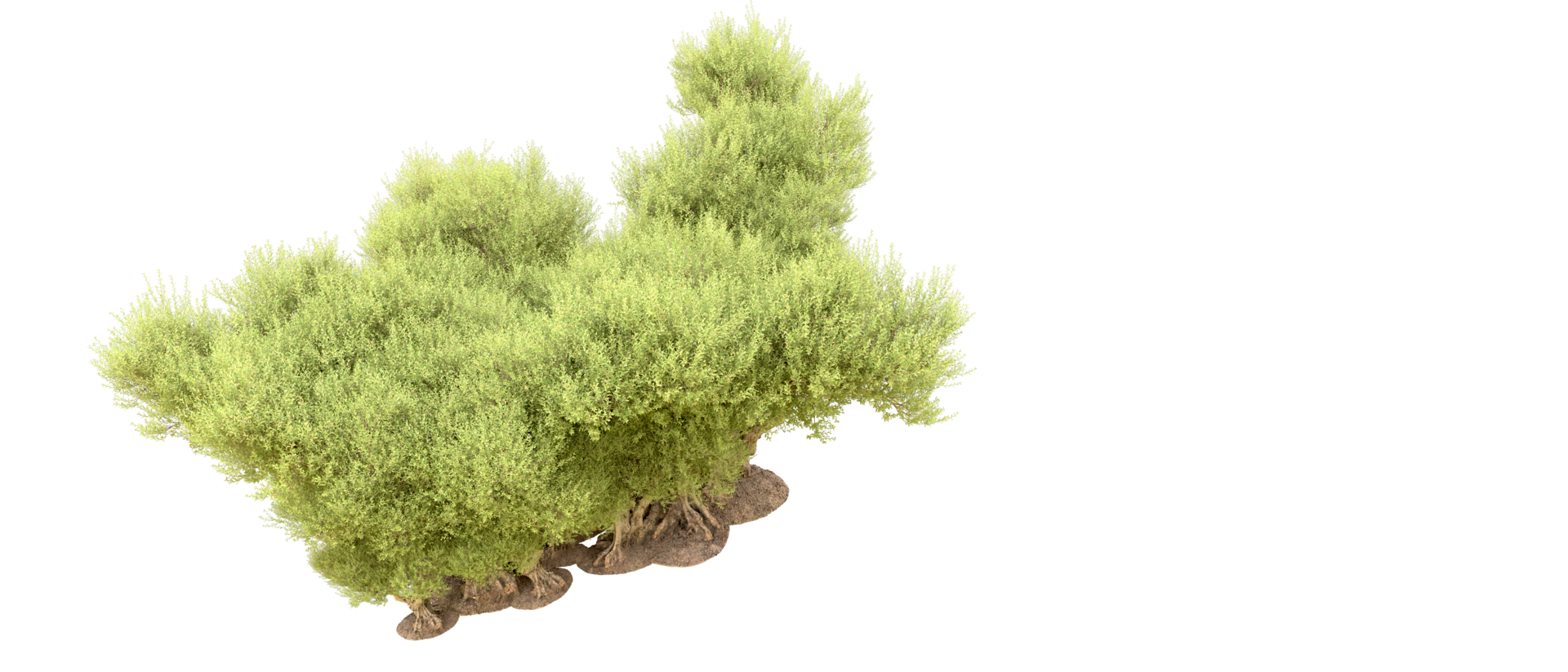 Green forest isolated on background. 3d rendering - illustration png