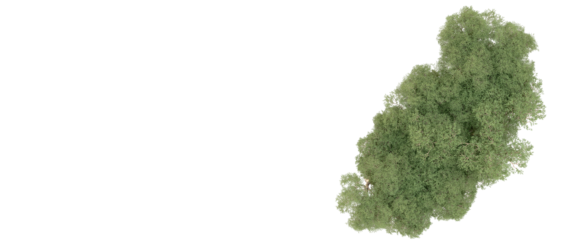 Green forest isolated on background. 3d rendering - illustration png