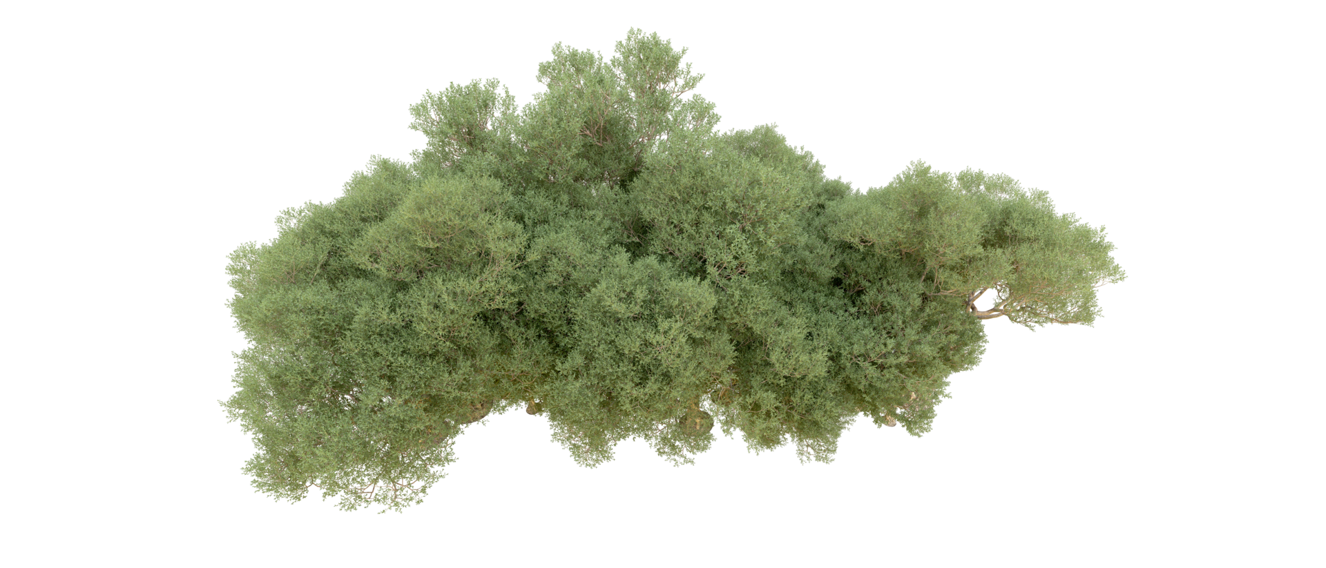 Green forest isolated on background. 3d rendering - illustration png