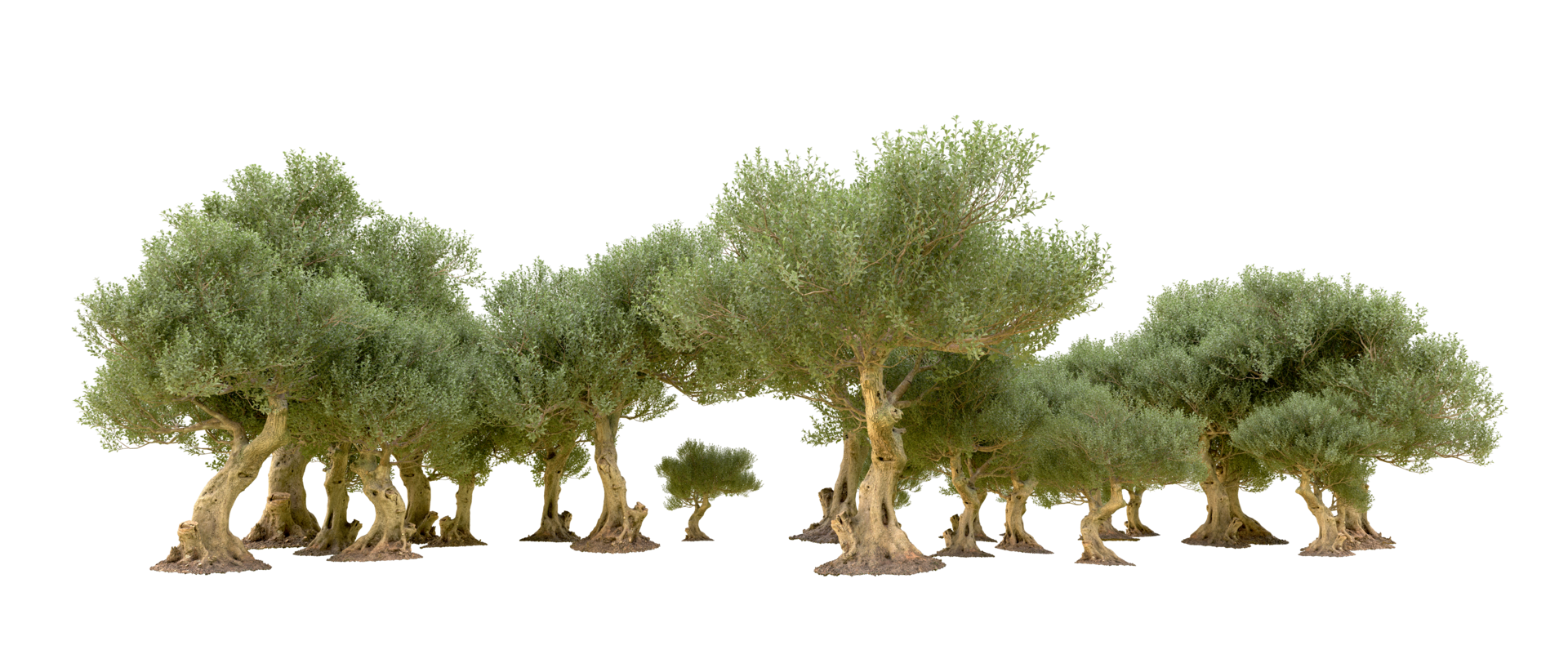 Green forest isolated on background. 3d rendering - illustration png