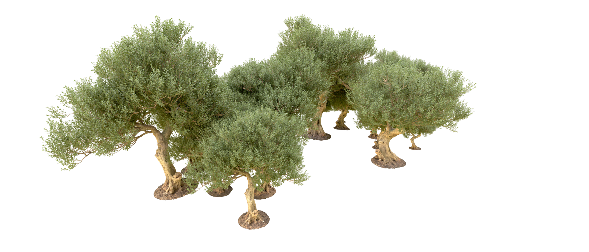 Green forest isolated on background. 3d rendering - illustration png